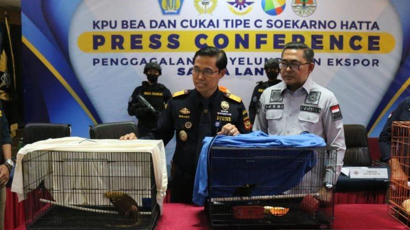 Aktor Bollywood Selundupkan Satwa Langka jadi Tersangka