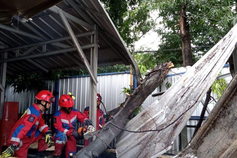Pohon Tumbang Timpa Kantin di Jakbar, Tak Ada Korban Jiwa