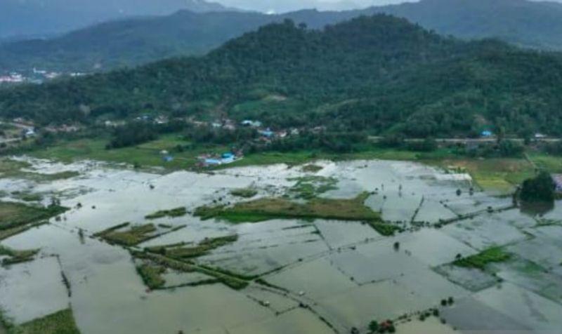 Luapan Sungai Aworeka Rendam 400 Hektare Sawah di Konawe