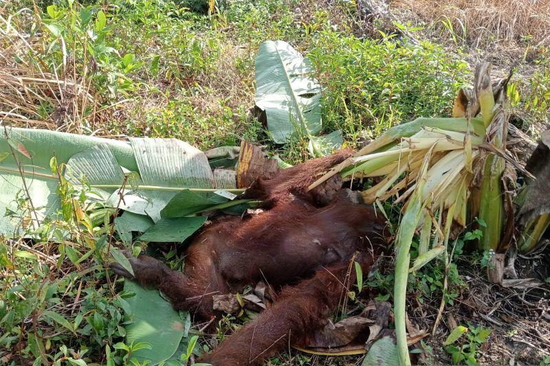 Orangutan di Kayong Utara Tewas 1, BKSDA Kalbar Investigasi Penyebab Kematiannya