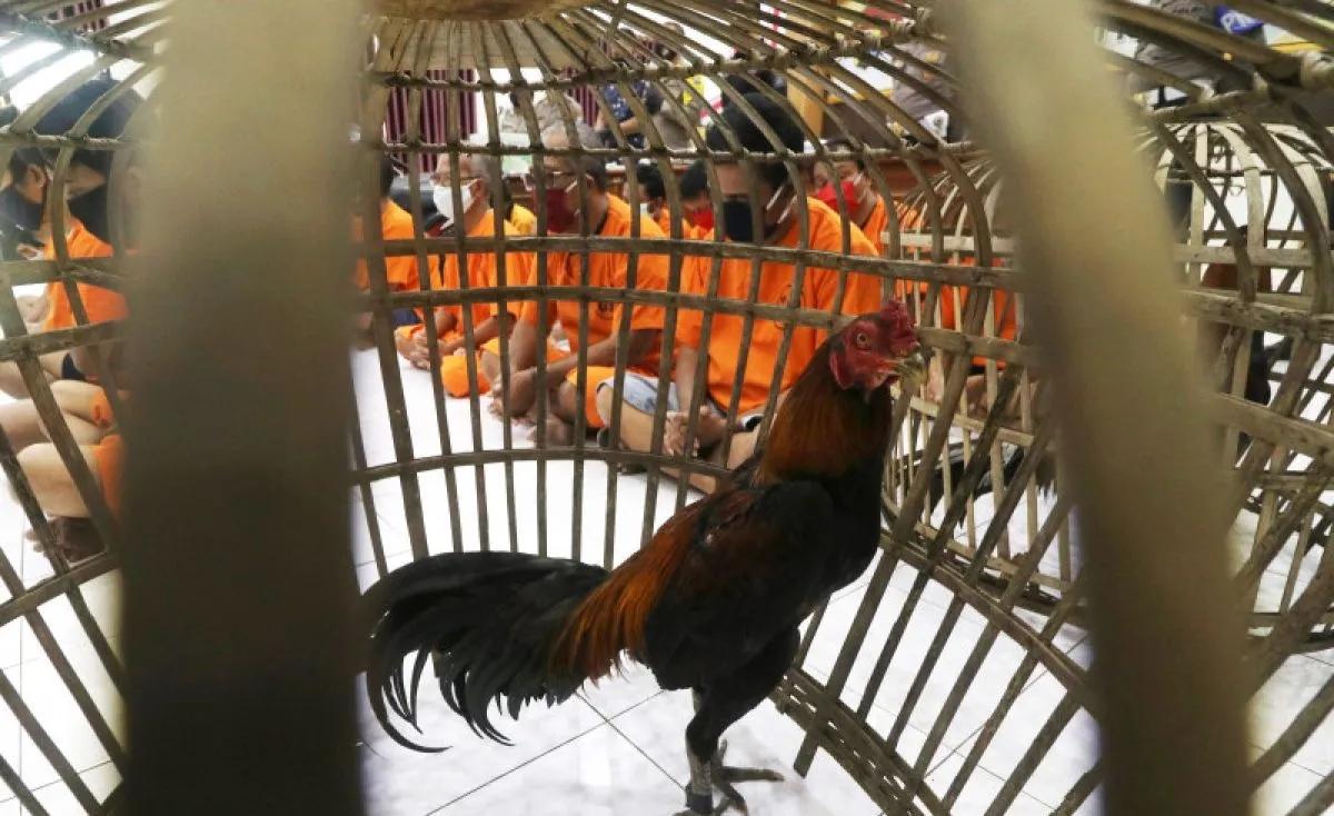 Arena Judi Sabung Ayam Bekasi Digerebek Polisi, Pemain Sampai Penonton Digelandang