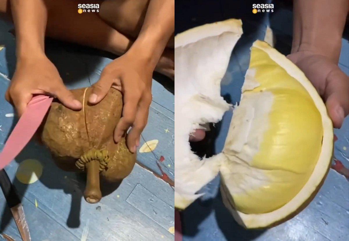 Mirip Kelapa, Kulit Durian Ini Tanpa Duri