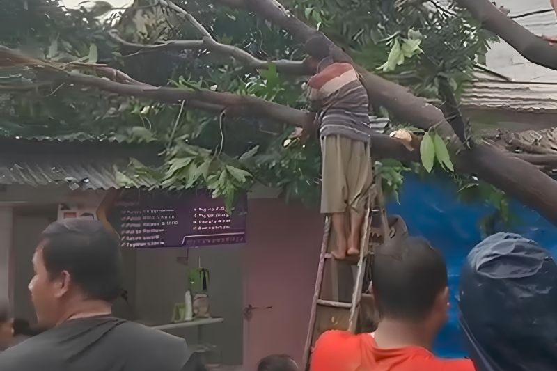 6 Rumah di Ciputat Rusak Tertimpa Pohon Tumbang