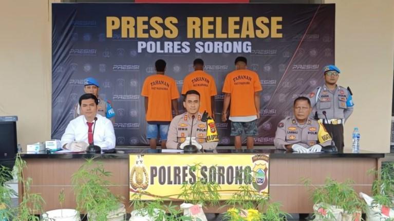 Tanam 44 Pohon Ganja, 3 Orang di Sorong Ditangkap