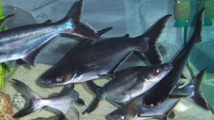 Ternyata Bukan Dikucur Jeruk Nipis, Ini Cara Hilangkan Bau Tanah Ikan Patin