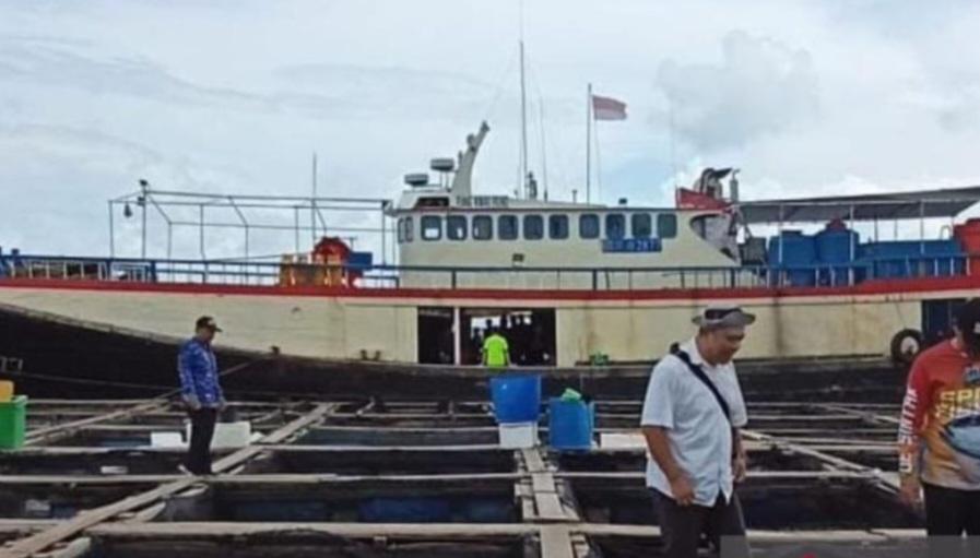 Janjikan Cuan, Penambang Timah di Belitung Beralih Profesi Budi Daya Kerapu