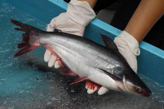 Penikmat Ikan Patin Bisa Ikuti Cara Ini Agar Rasanya tak Bau Tanah