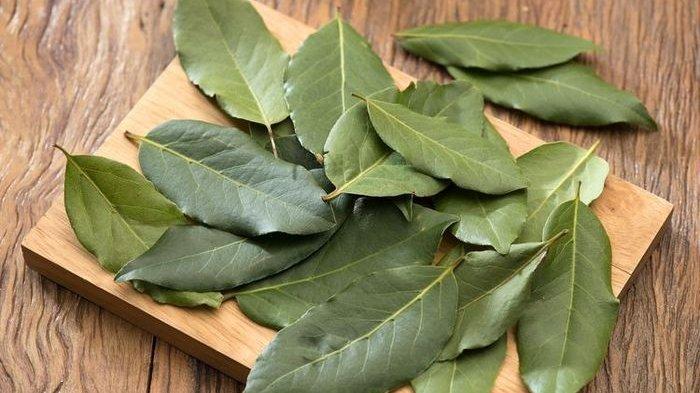 Selain untuk Masakan, Daun Salam Juga Berkhasiat untuk Kesehatan
