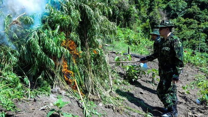 BNN Musnahkan 3,5 Ton Ganja dari 2 Hektare Ladang Ganja di Aceh
