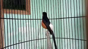 Kelebihan dan Kekurangan Murai Bordan: Burung Kicau Hasil Persilangan yang Populer