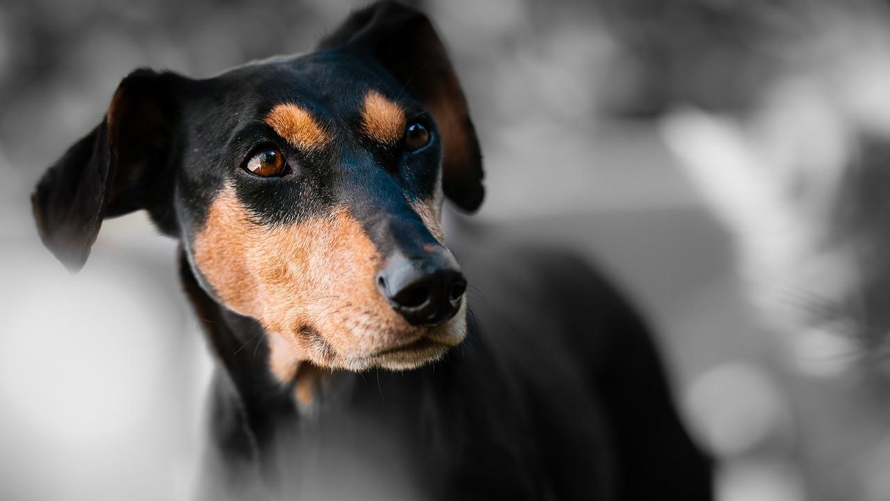 Pembunuh Anjing di Solo Didakwa Pasal Penganiayaan Hewan