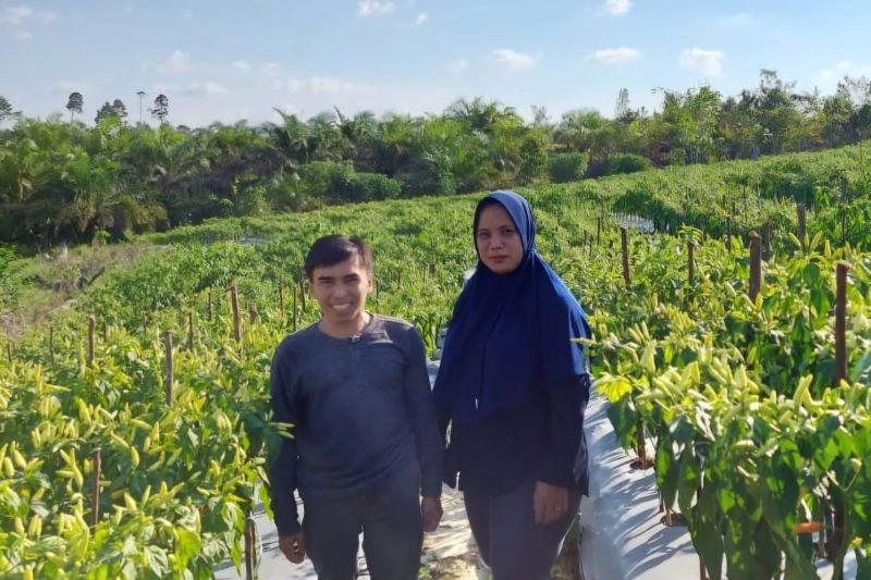 Layak Ditiru, Petani Cabai Ini Kebanjiran Omzet Ratusan Juta Rupiah per Tahun