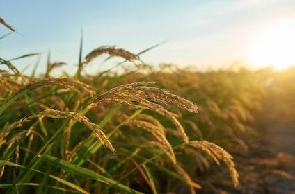 Produksi Beras di Jepang Terbatas Usai Dihantam Topan Shansan