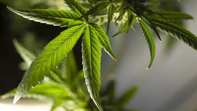 Ketua Lembaga Rehab di Bukittinggi Ditangkap Konsumsi Ganja