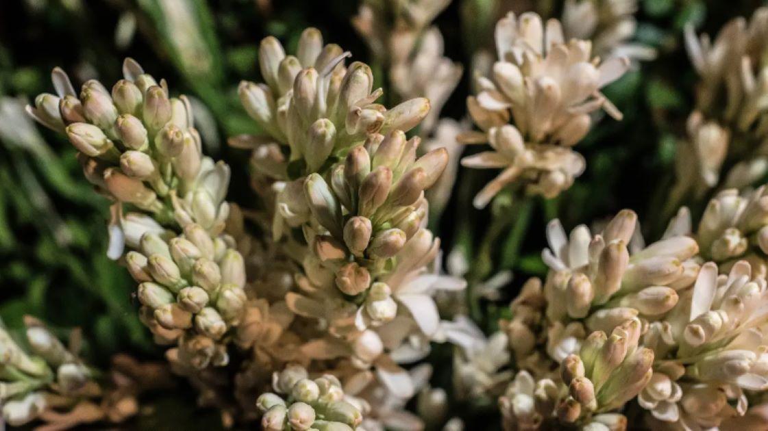 Tips Mengolah Bunga Sedap Malam untuk Sop Kimlo, Bantu Tubuh Rileks