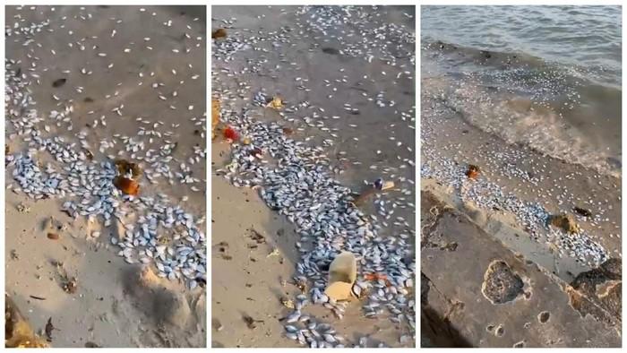 BMKG Sebut Fenomena Ribuan Ikan Mati di Pantai Pesawaran Lampung Bukan Dampak dari Megathrust