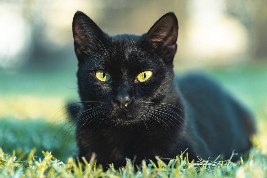 51 Arti Mimpi tentang Kucing Hitam: Simbolisme dan Apa yang Harus Diwaspadai