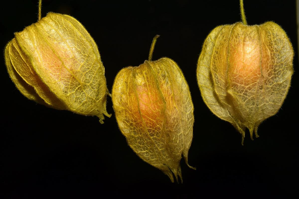 Khasiat Buah Ciplukan yang Jarang Orang Ketahui