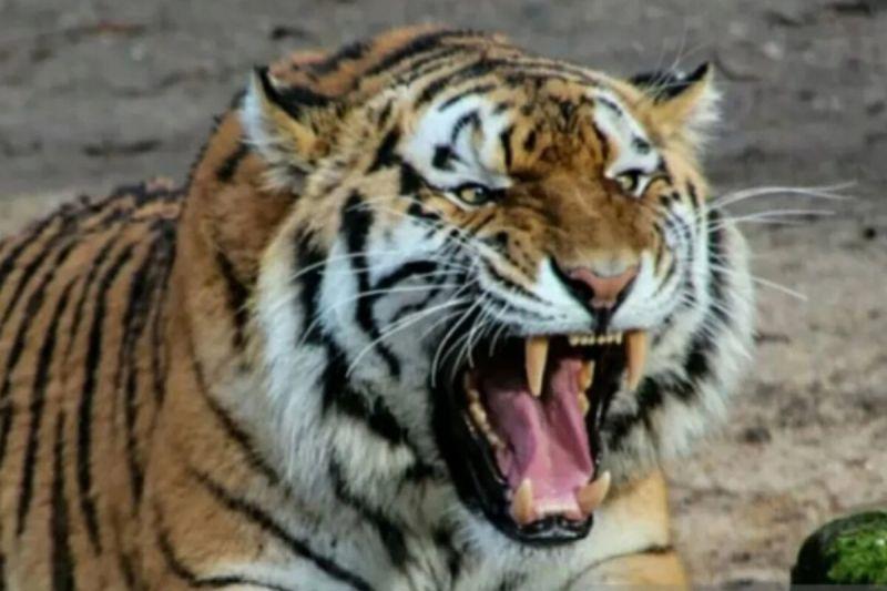 Pria di Lampung Tewas Diduga gegara Diterkam Harimau saat Berkebun