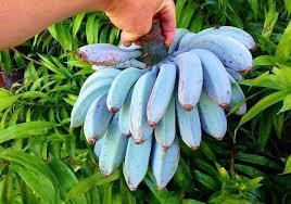 Unik, Pisang Ini Rasanya Seperti Es Krim!