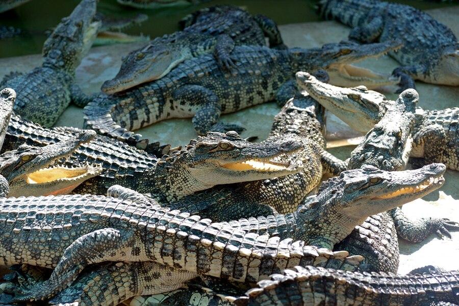 27 Arti Mimpi Banyak Buaya: Makna di Balik Kemunculan Buaya dalam Mimpi