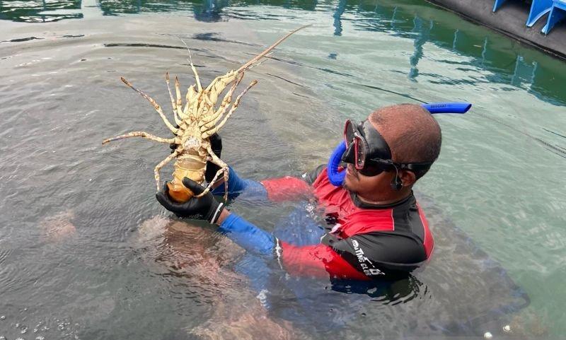 KKP ‘Spill’ Potensi Budi Daya Lobster Senilai 53 Miliar Dolar AS pada 2030