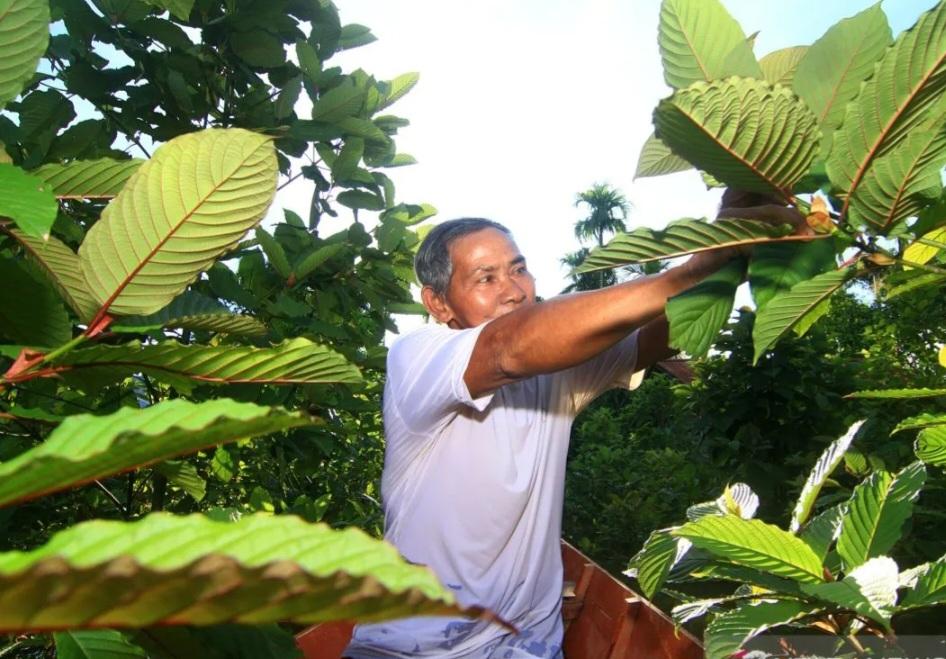 Kemendag Sosialisasikan Aturan Ekspor Kratom