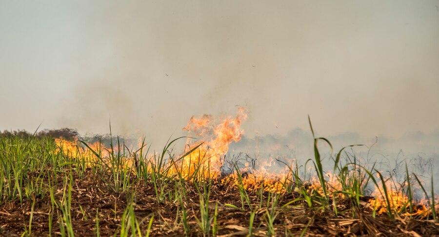 27 Arti Mimpi Kebakaran Kebun: Tanda dan Makna yang Perlu Diketahui