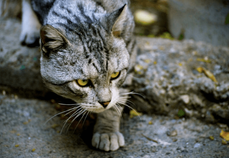 27 Arti Mimpi Dikejar Kucing: Simbolisme dan Maknanya