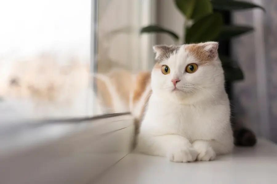 Geger! Kasus Kucing Mati Massal di Malang, Diduga gegara Diracun