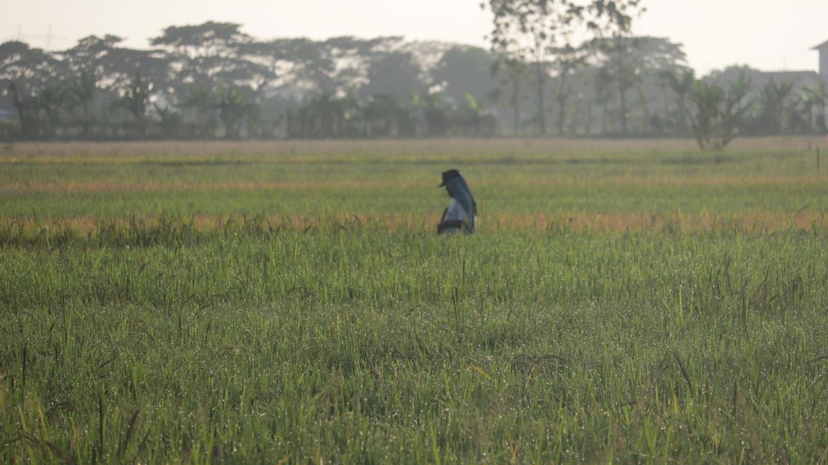 DPR Apresiasi Program Swasembada Pangan Presiden Prabowo, Soroti Kepemilikan Lahan Petani