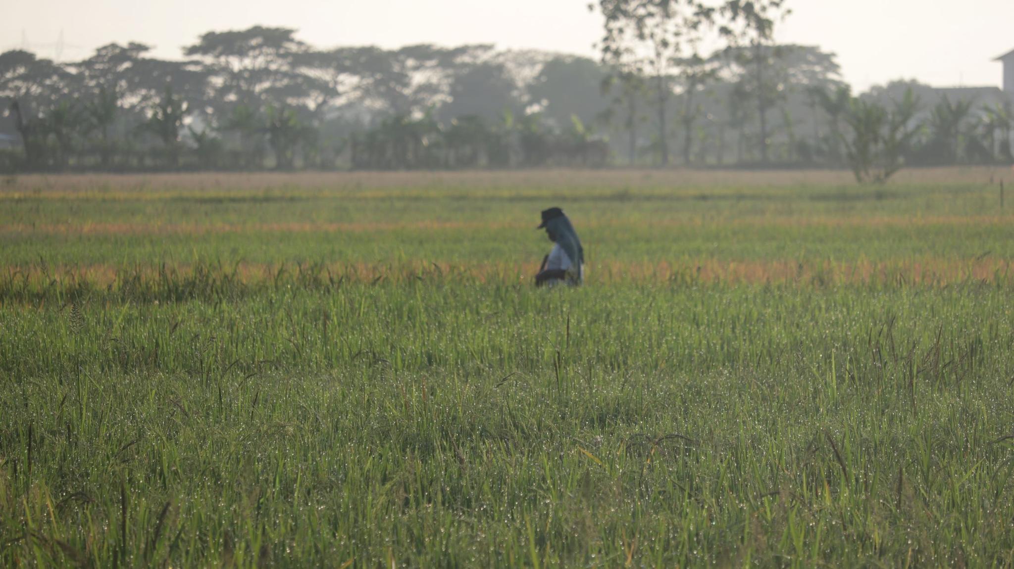 DPR Apresiasi Program Swasembada Pangan Presiden Prabowo, Soroti Kepemilikan Lahan Petani