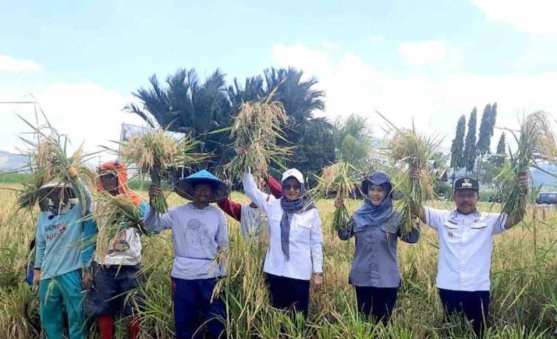 Produksi Padi Tercatat Capai 43,28 Juta Ton di Triwulan III-2024