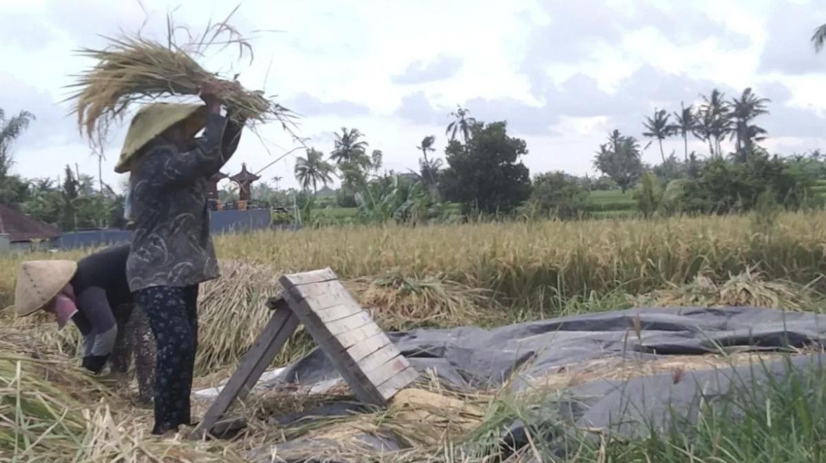 OJK Bali Percepat Serapan Kredit Sektor Pertanian untuk Tekan Kendala Modal