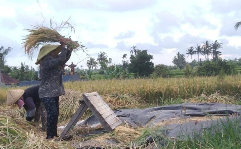 Soal Hapus Utang Petani, Nelayan, dan UMKM, Kredit Diusulkan Melalui Koperasi