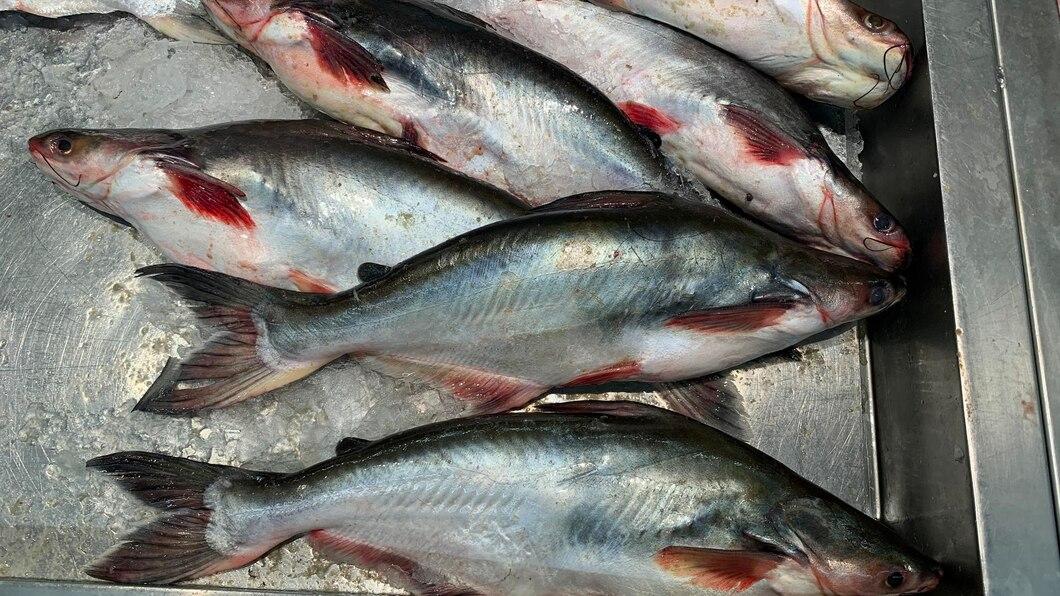 5 Resep Memasak Ikan Patin Enak, Salah Satunya Rendang Patin