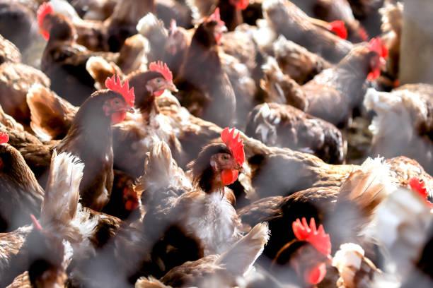 Prancis Naikkan Status Risiko Flu Burung Imbas Lonjakan Kasus