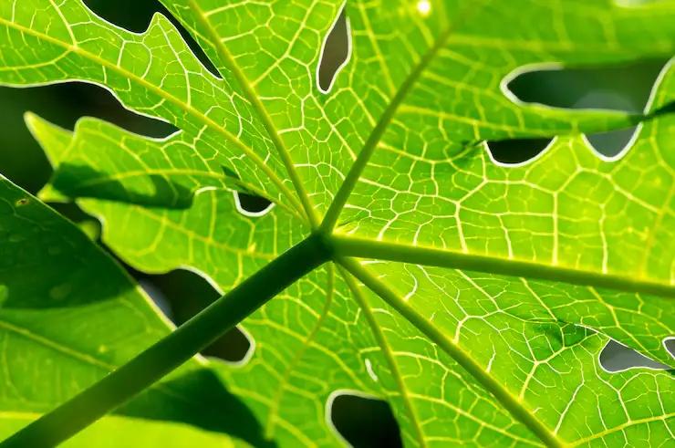 Begini Cara Memasak Daun Pepaya Tanpa Rasa Pahit