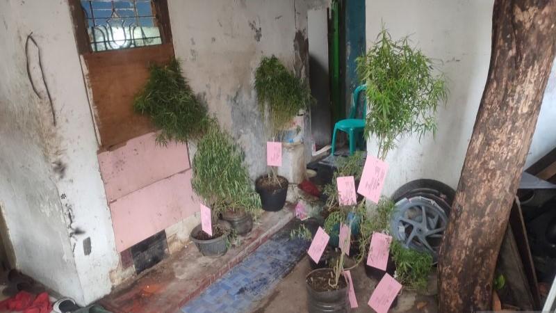Polisi Gerebek Kebun Ganja di Loteng Rumah Warga Cengkareng, 40 Pohon Disita