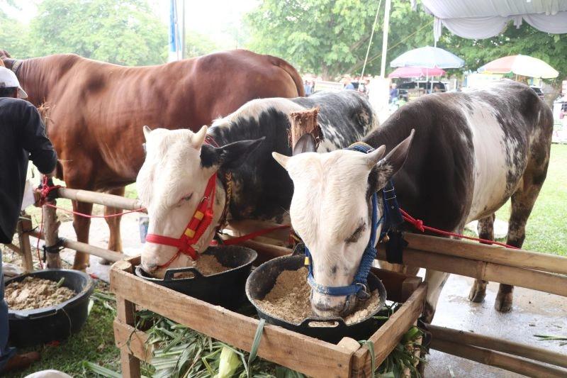 Produksi Peternakan Lampung Diklaim Mumpuni untuk Program MBG