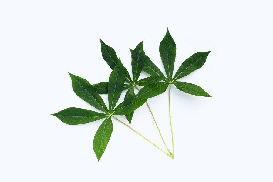 5 Resep Tumis Daun Singkong: Lezat, Sehat, dan Mudah Dibuat!