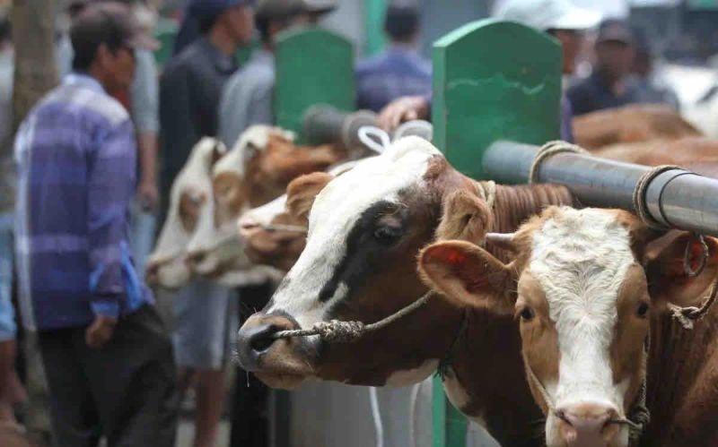 Ingin Harga Sapi Hidup Minimal Rp50 Ribu per Kg, Begini Jurus Kementan