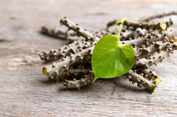 3 Resep Jamu Brotowali: Solusi Herbal untuk Masalah Kesehatan