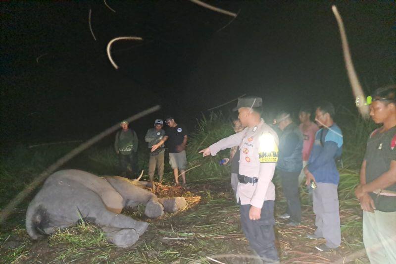 Anak Gajah di TNWK Mati, Diduga karena Penyakit