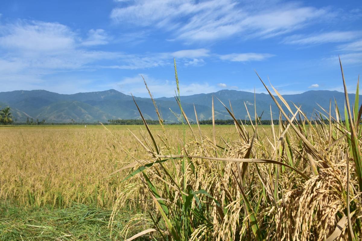 Ekonom UI Nilai Deflasi November Tanda Beras Surplus