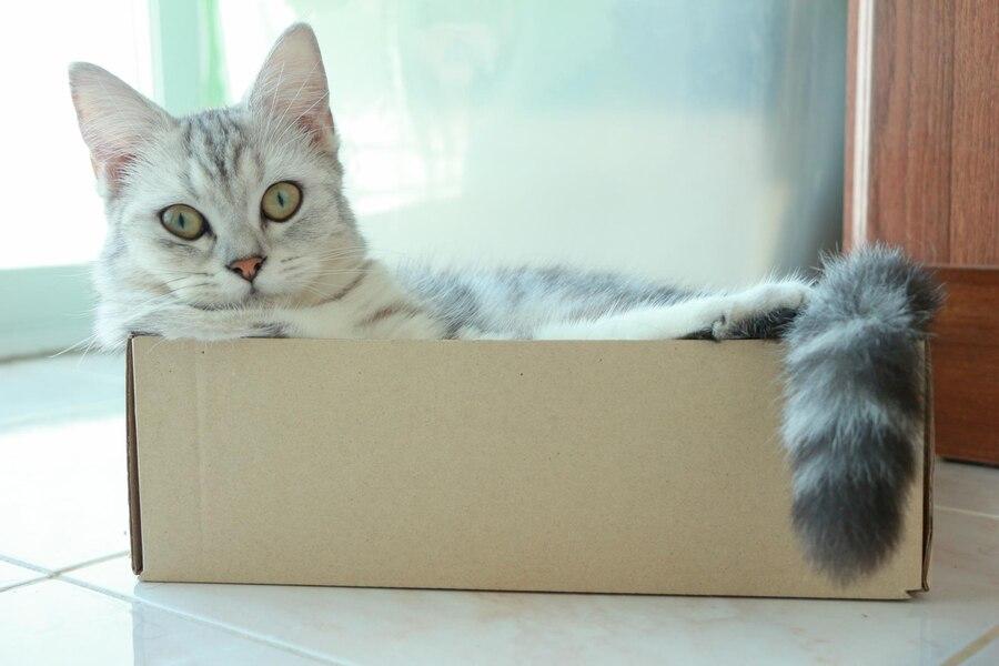Mengapa Kucing Suka Kardus? Ini Penjelasannya!