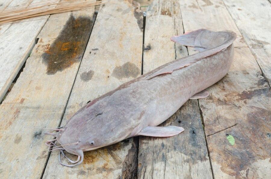 35 Arti Mimpi Memancing Ikan Lele, Makna dan Tafsiran Lengkap