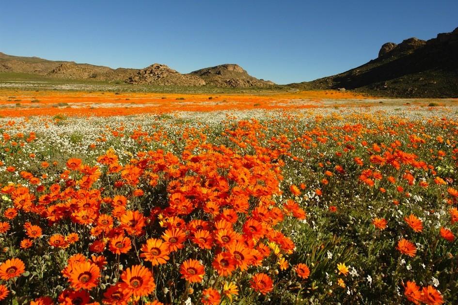 Eksplorasi Wildflower Route di Pantai Barat Afrika Selatan