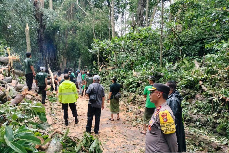 Pohon Tumbang di Monkey Forest Ubud, 2 Turis Asing Tewas