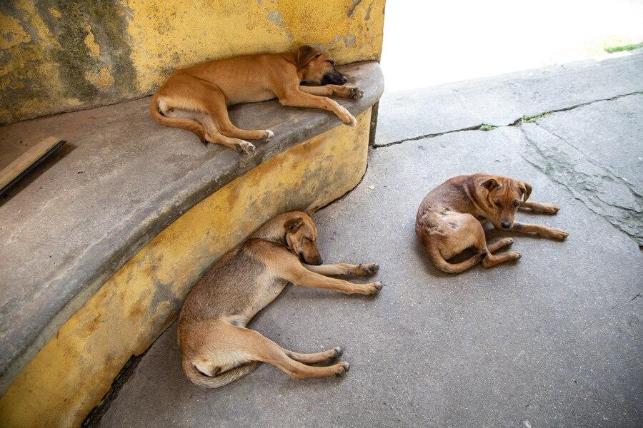 27 Arti Mimpi Rumah Dimasuki Anjing, Pertanda Apa?